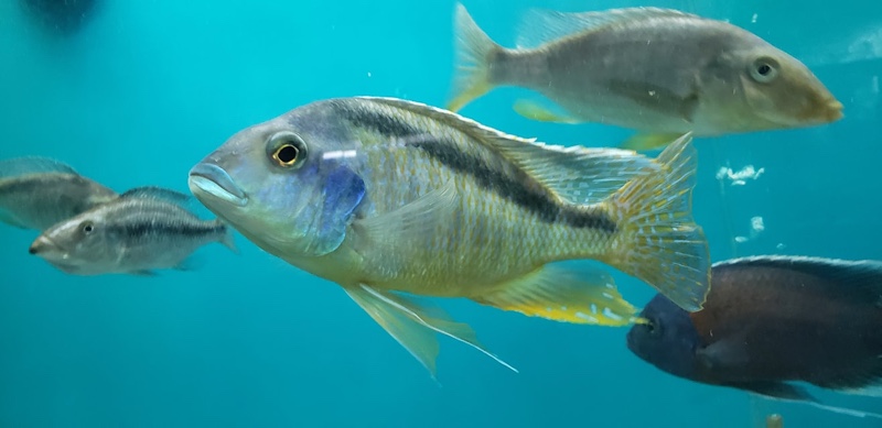 Mylochromis melanonotus 'Luwala Reef'